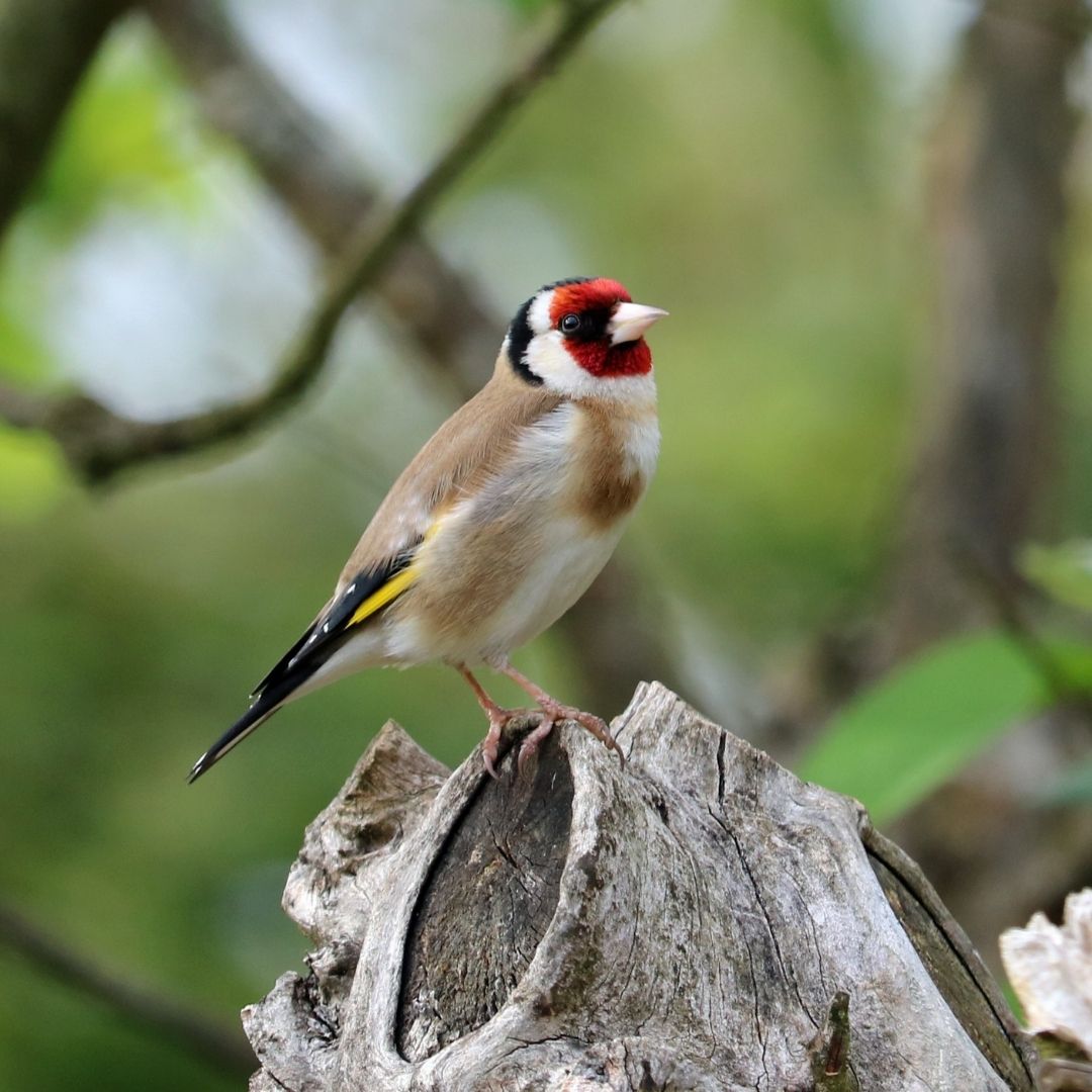 ça chante le printemps !